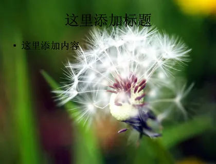 PPT高考学子如蒲公英般背景图片...