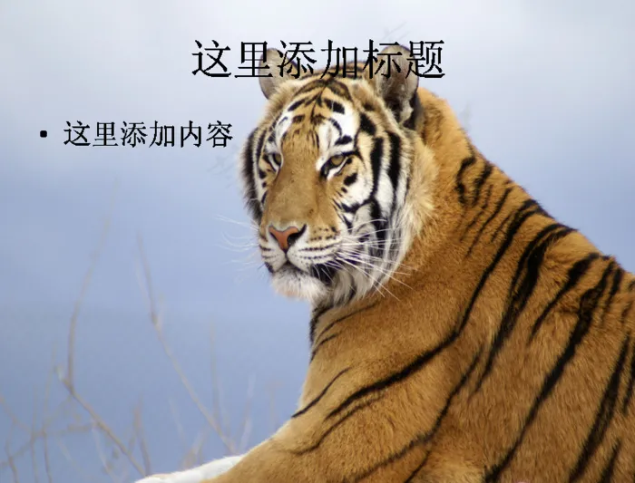 电脑ppt封面老虎王者写真图片(...