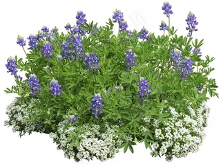 高清免抠植物羽扇豆庭荠