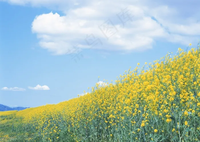 蓝天白云下的油菜花图片
