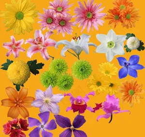 花卉素材图片