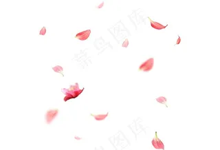 粉色飞落花瓣png元素