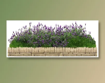 高清免抠植物头状薰衣草