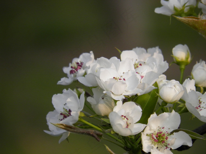 春天 梨花 花朵写真 高清