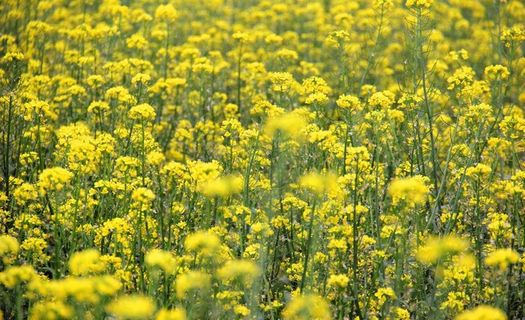 菜花飘香图片