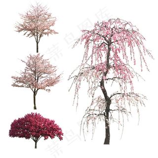 樱花樱桃树树木psd免扣素材