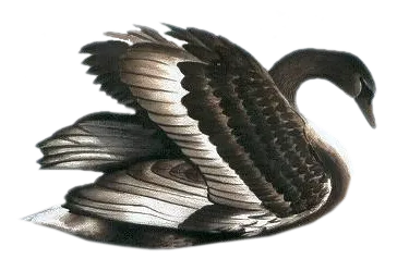 免抠png图片ps素材天鹅