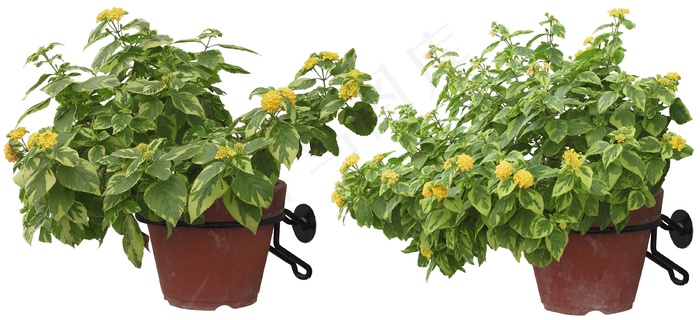 高清免抠植物马缨丹