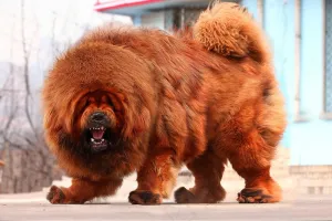 中华神兽 藏獒图片
