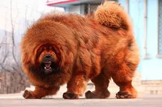 中华神兽 藏獒图片