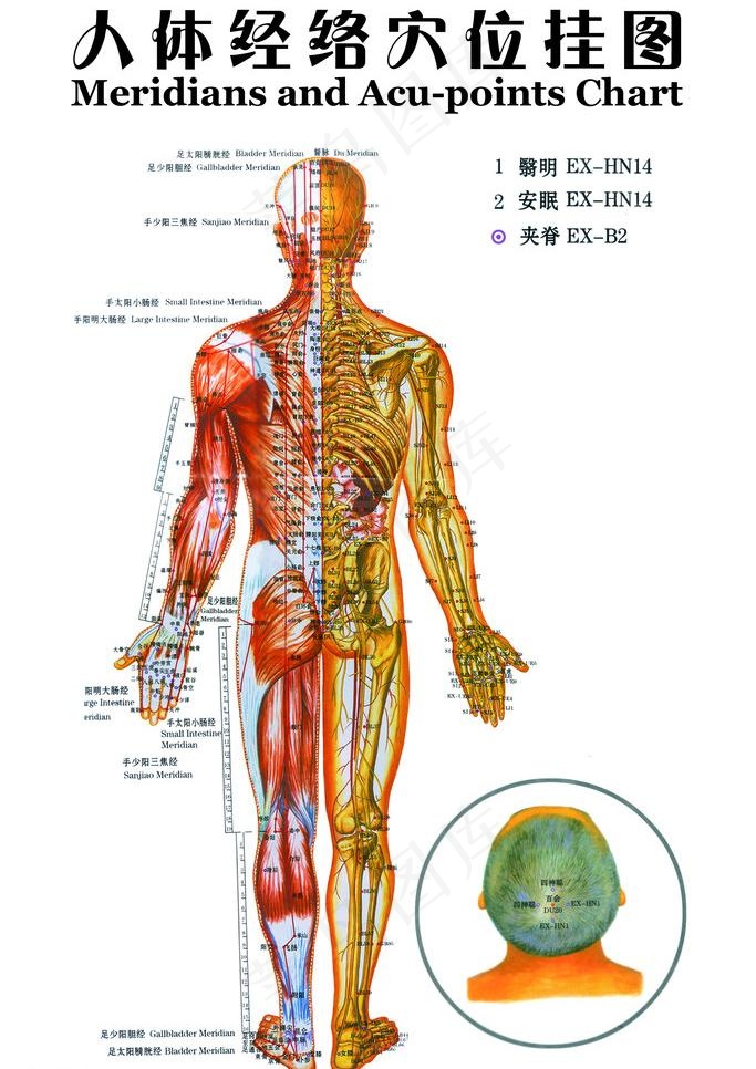 人体经络穴位挂图 （分层不细）图片