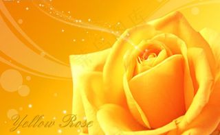 黄玫瑰图片