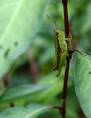 蚂蚱图片