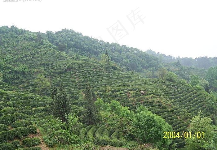 精美茶园图片