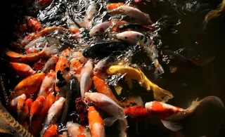 鱼儿 锦鲤 鱼类图片