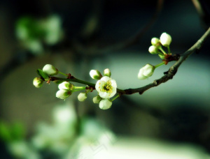 梅花 春天 秋天 花