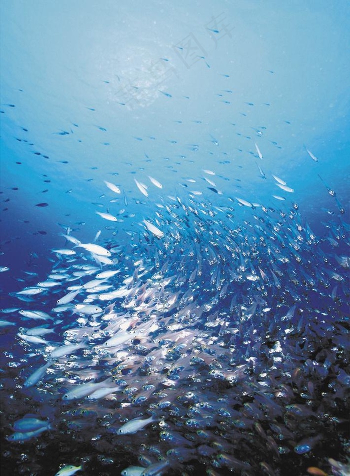 海底世界图片