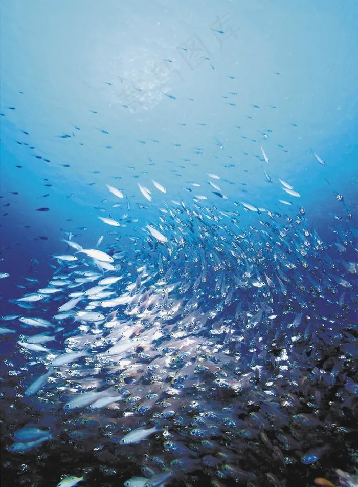 海底世界图片