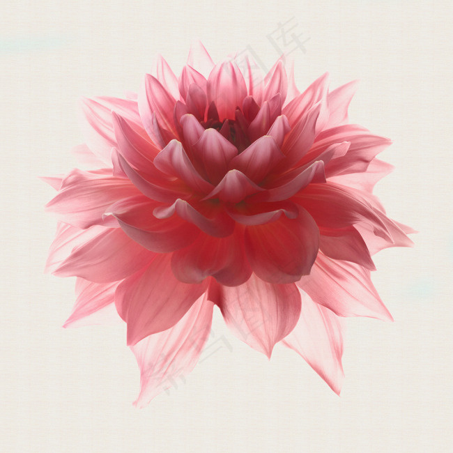 粉色花朵细致抠图非常干净设计专用