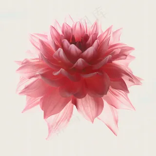 粉色花朵细致抠图非常干净设计专用