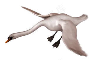 免抠png图片ps素材天鹅