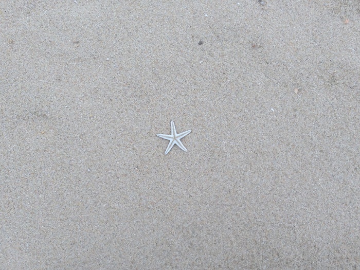 海星图片