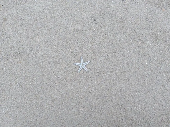 海星图片