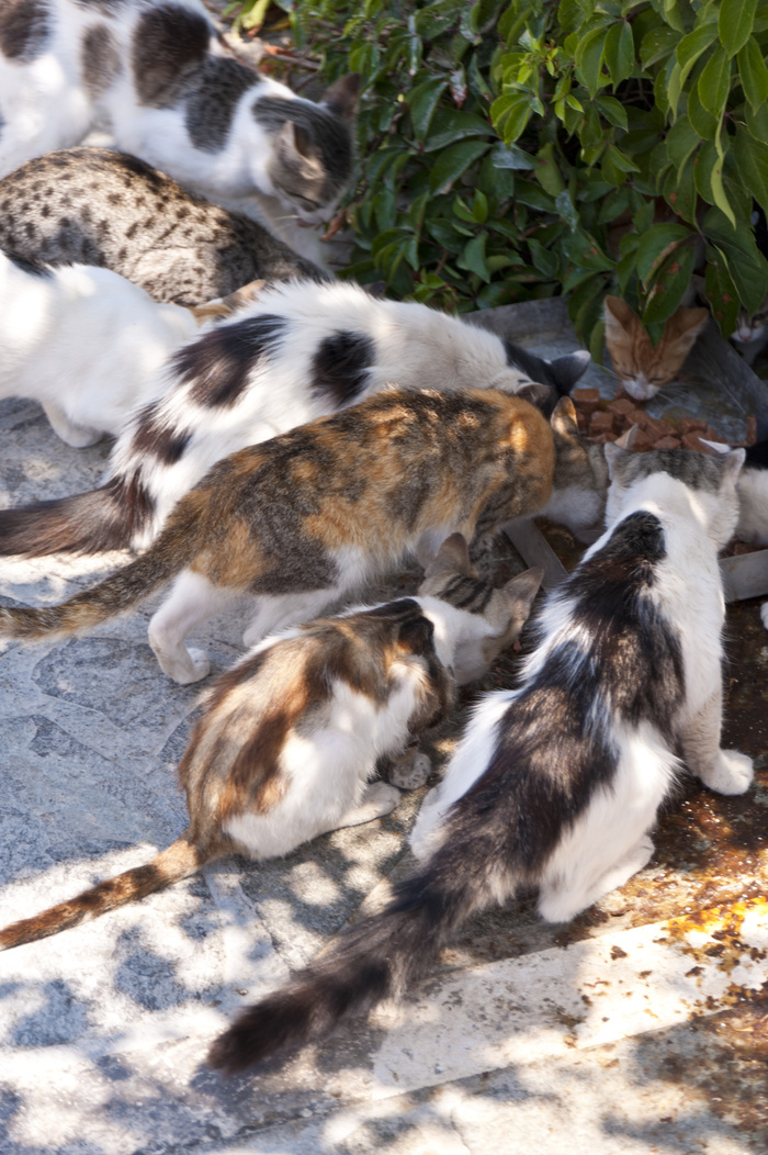 猫在萨摩斯岛