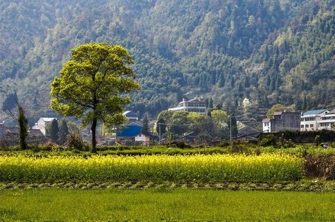 春天的农村图片