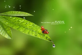 挂着水珠的绿叶与瓢虫特写PSD分层素材