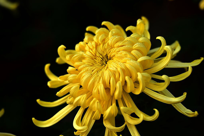 秋菊 菊花图片