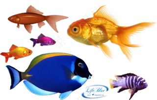 鱼金鱼素材分层免扣大图