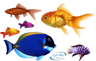 鱼金鱼素材分层免扣大图