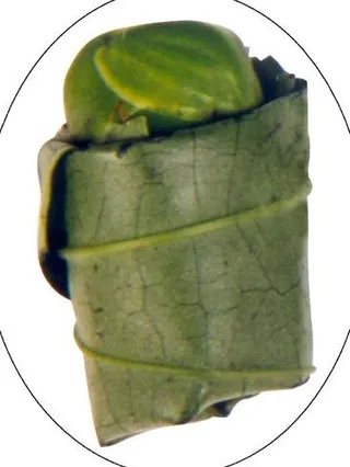 *檳榔(包葉)图片