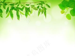 春天绿叶背景