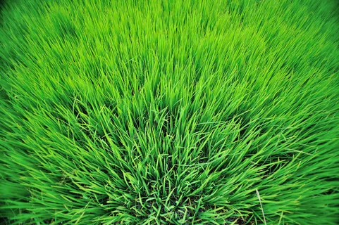 茂盛的绿草图片 茂盛的绿草图片