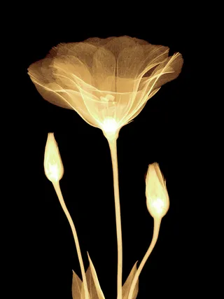 高清喷绘透明花素材3