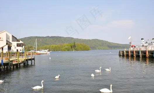 英国天鹅湖图片