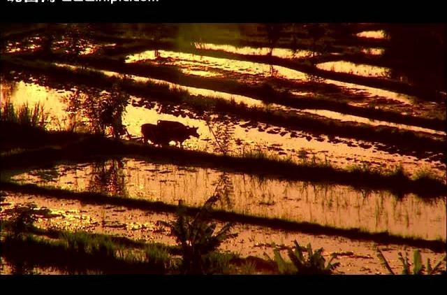 实拍夕阳水田耕牛视频图片