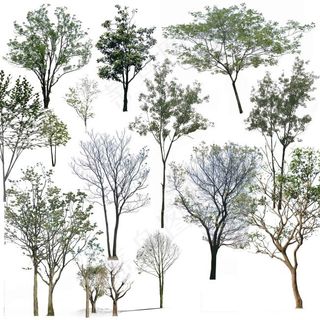 古树 老树 野外树