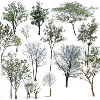 古树 老树 野外树