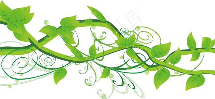 绿色藤蔓叶片绿萝
