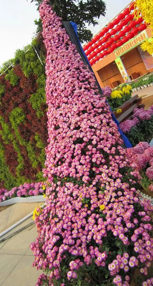 菊花展览图片