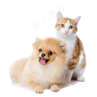 动物宠物狗狗PNG免扣素材