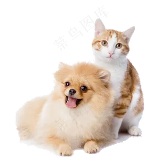 动物宠物狗狗PNG免扣素材