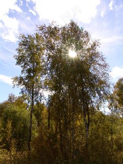 洒满阳光的秋天树林