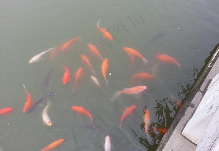 戏水图片