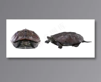 乌龟免抠素材PSD分层
