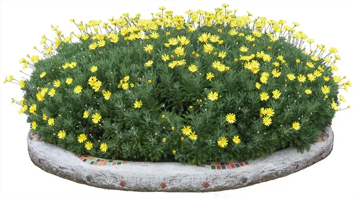 高清免抠植物南非菊psd模版下载