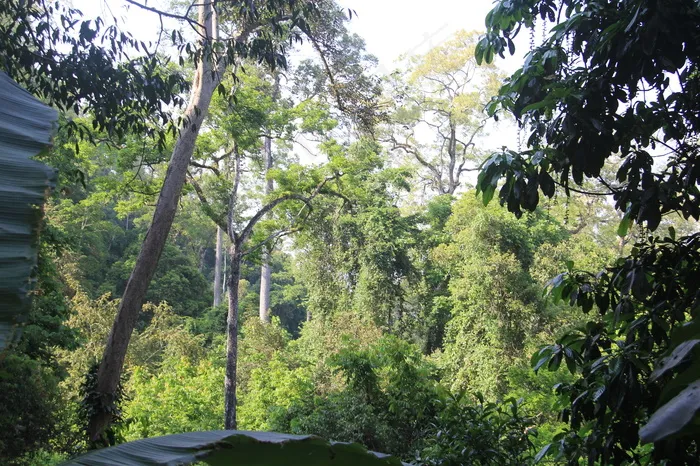 西双版纳热带雨林图片